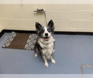 Border Collie Dogs for adoption in Denver, CO, USA