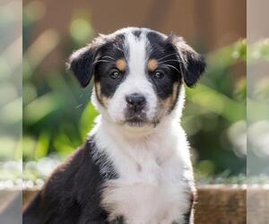 Labrador Retriever-Unknown Mix Dogs for adoption in San Diego, CA, USA