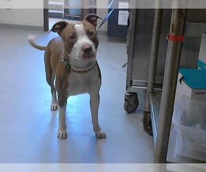 American Pit Bull Terrier Dogs for adoption in Fayetteville, NC, USA