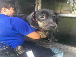 Catahoula Leopard Dog Dogs for adoption in Naples, FL, USA