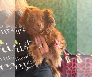 Paperanian Dogs for adoption in Dana Point, CA, USA