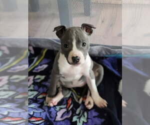 Mutt Dogs for adoption in Wenonah, NJ, USA