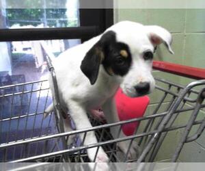 American Pit Bull Terrier-Unknown Mix Dogs for adoption in Tulsa, OK, USA