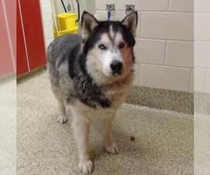 Alaskan Malamute Dogs for adoption in Fort Collins, CO, USA