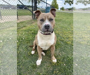 Mutt Dogs for adoption in Evansville, IN, USA