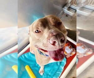 American Staffordshire Terrier-Unknown Mix Dogs for adoption in Camarillo, CA, USA