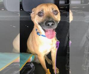Puggle Dogs for adoption in Valrico, FL, USA