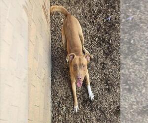American Bulldog-Labrador Retriever Mix Dogs for adoption in London, Ontario, Canada