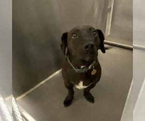 Dachshund Dogs for adoption in Modesto, CA, USA