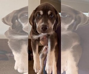 Mastiff-Unknown Mix Dogs for adoption in Herndon, VA, USA