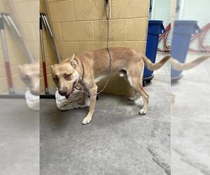 Carolina Dog-Unknown Mix Dogs for adoption in Stockton, CA, USA