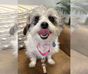 Shih Tzu-Unknown Mix Dogs for adoption in Boonton, NJ, USA