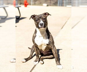 American Pit Bull Terrier-Unknown Mix Dogs for adoption in Aurora, IL, USA