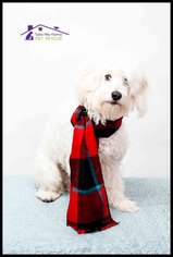 Maltipoo Dogs for adoption in Richardson, TX, USA