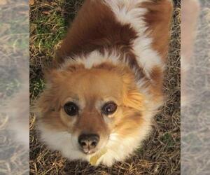 Papillon Dogs for adoption in East Brunswick, NJ, USA