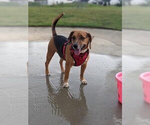 Beagle-Unknown Mix Dogs for adoption in Wichita, KS, USA