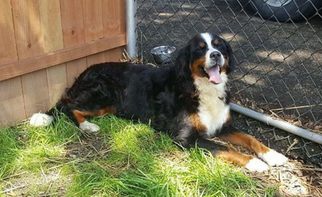 Bernese Mountain Dog Dogs for adoption in Smithfield, PA, USA