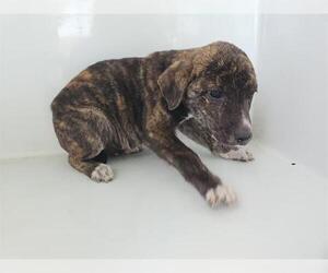 Labrador Retriever-Plott Hound Mix Dogs for adoption in Houston, TX, USA