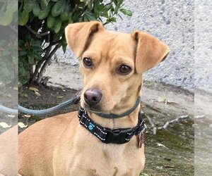 Chiweenie Dogs for adoption in San Luis Rey, CA, USA