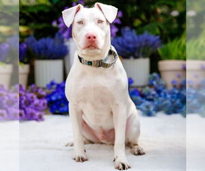 Mutt Dogs for adoption in Brooklyn Center, MN, USA