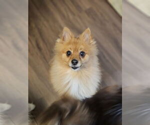 Pomeranian Dogs for adoption in Lebanon, PA, USA