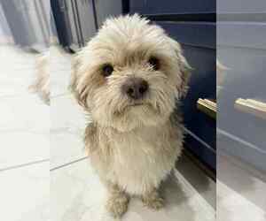 Shih Tzu-Unknown Mix Dogs for adoption in Lakewood, CO, USA