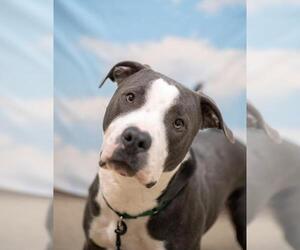 American Pit Bull Terrier-Unknown Mix Dogs for adoption in Salem, MA, USA