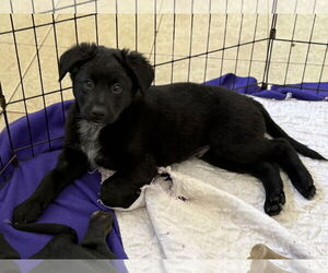 Labrador Retriever-Unknown Mix Dogs for adoption in Fenton, MO, USA
