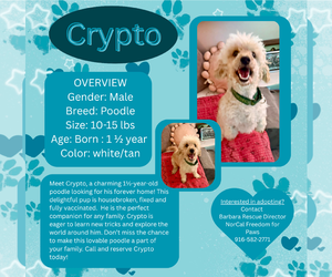 Poodle (Miniature) Dogs for adoption in Rancho Cordova, CA, USA