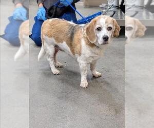 Bea-Tzu Dogs for adoption in Forestville, MD, USA