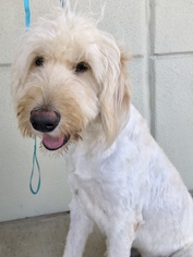 Goldendoodle Dogs for adoption in PIPE CREEK, TX, USA