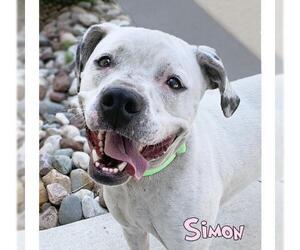 American Staffordshire Terrier Dogs for adoption in Mason, MI, USA