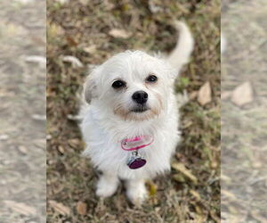 Mutt Dogs for adoption in Arlington, VA, USA