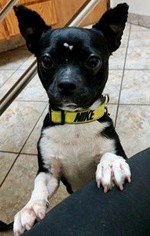 Boston Huahua Dogs for adoption in Plano, TX, USA