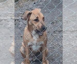 American Staffordshire Terrier-Unknown Mix Dogs for adoption in San Antonio, TX, USA