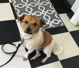 Dorgi Dogs for adoption in Poughkeepsie, GA, USA