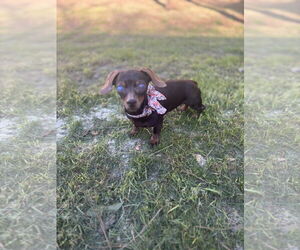 Dachshund Dogs for adoption in Fruitland, SC, USA