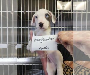 American Pit Bull Terrier Dogs for adoption in Evansville, IN, USA