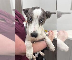 Catahoula Leopard Dog-Labrador Retriever Mix Dogs for adoption in Baytown, TX, USA