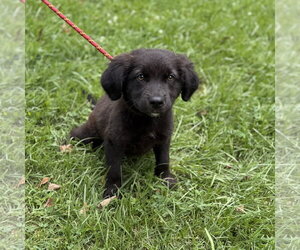 Labrador Retriever Dogs for adoption in Yardley, PA, USA
