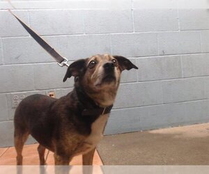Doxle Dogs for adoption in Downey, CA, USA