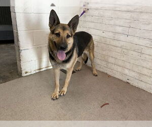 German Shepherd Dog Dogs for adoption in San Bernardino, CA, USA