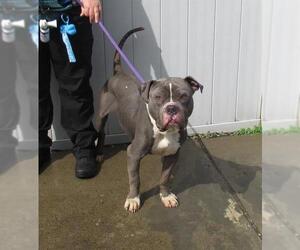 American Pit Bull Terrier-Bulldog Mix Dogs for adoption in Louisville, KY, USA