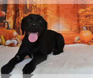 Labrador Retriever-Unknown Mix Dogs for adoption in Oroville, CA, USA