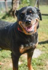 Medium Photo #1 Rottweiler Puppy For Sale in Pine Grove, PA, USA