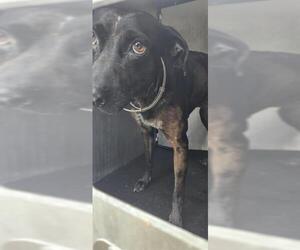 Mutt Dogs for adoption in San Antonio, TX, USA