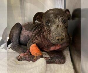 American Staffordshire Terrier-Unknown Mix Dogs for adoption in San Antonio, TX, USA