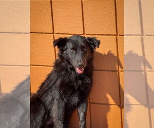 Labrador Retriever-Unknown Mix Dogs for adoption in San Diego, CA, USA