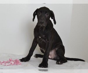 Labrador Retriever-Plott Hound Mix Dogs for adoption in Oroville, CA, USA