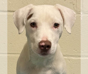 Labrador Retriever-Unknown Mix Dogs for adoption in Jefferson, WI, USA